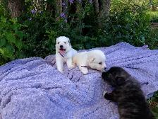 Great Pyrenees Livestock Guardian Puppies! - Photo 10
