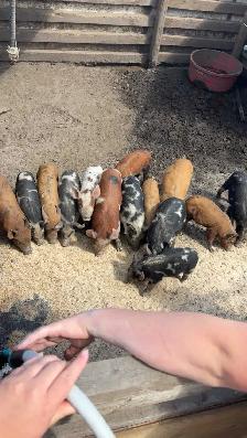 piglets for sale