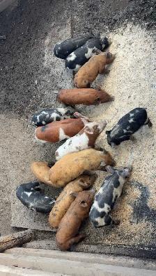 piglets for sale - Photo 2