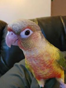 Female Conure Baby