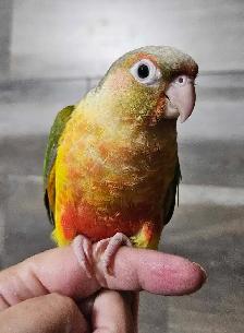 Female Conure Baby - Photo 2