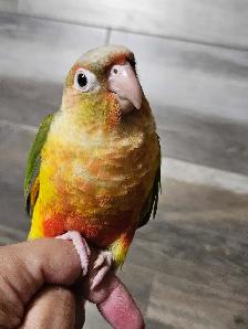 Female Conure Baby - Photo 3