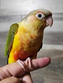 Female Conure Baby - Photo 4