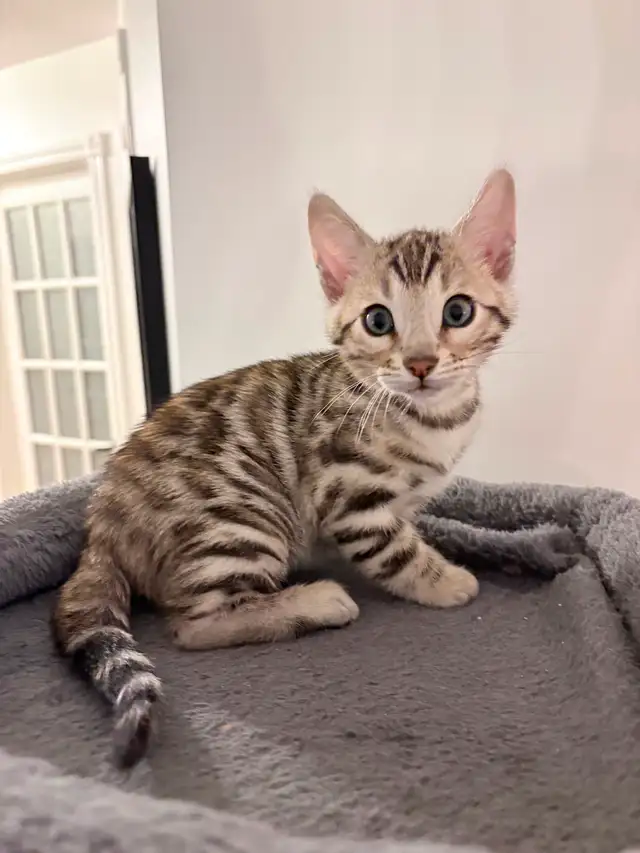 Bengals snow mink
