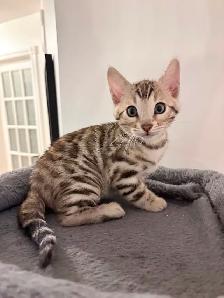 Bengals snow mink
