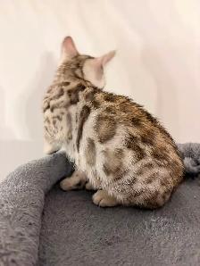 Bengals snow mink - Photo 2