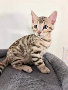 Bengals snow mink - Photo 3