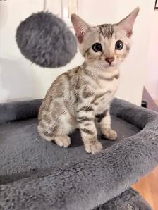 Bengals snow mink - Photo 4