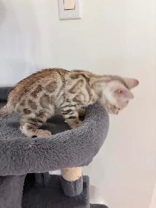 Bengals snow mink - Photo 5