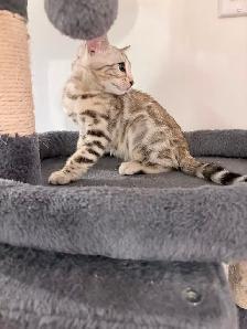 Bengals snow mink - Photo 6