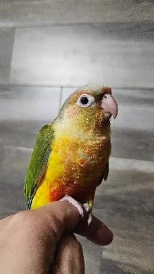 Female Baby Pineapple Conure - Photo 4
