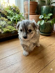 Silver Spruce Pomskies F2b Brindle litter