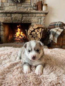 Silver Spruce Pomskies F2b Brindle litter - Photo 2