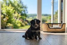 Silver Spruce Pomskies F2b Brindle litter - Photo 3