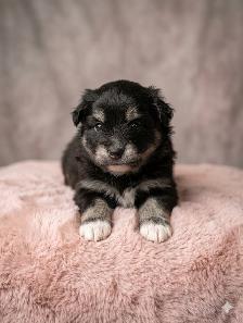 Silver Spruce Pomskies F2b Brindle litter - Photo 4