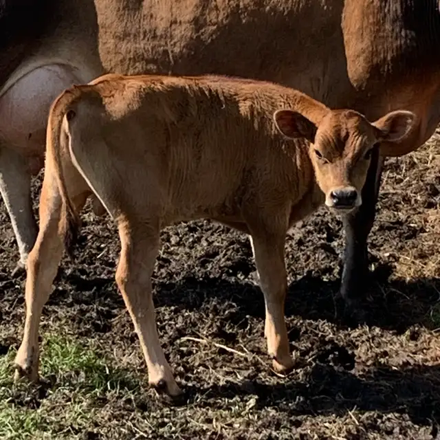 Bullcalf