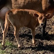 Bullcalf