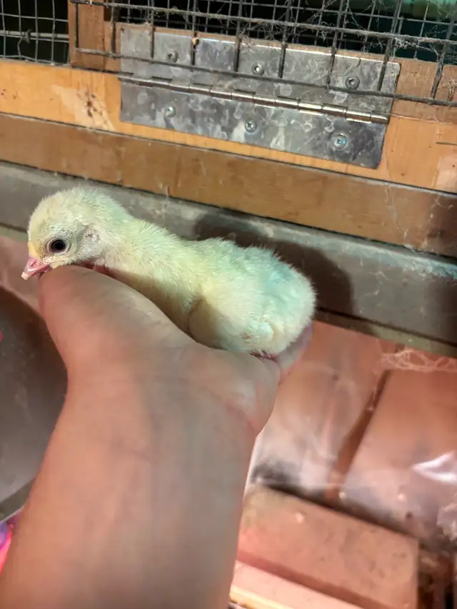 Royal palm turkey chicks for sale