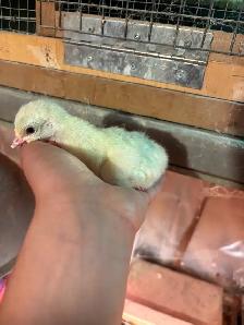 Royal palm turkey chicks for sale