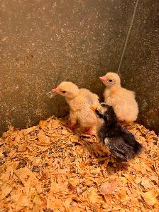 Royal palm turkey chicks for sale - Photo 2