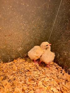 Royal palm turkey chicks for sale - Photo 3