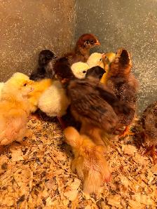 Royal palm turkey chicks for sale - Photo 4