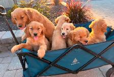 Purebred golden retriever puppies