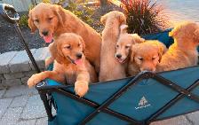 Purebred golden retriever puppies - Photo 2