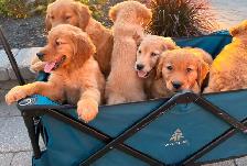 Purebred golden retriever puppies - Photo 3