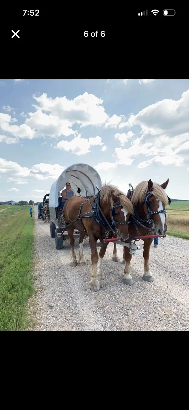 Certified Belgian Team (LOCATED IN NORTH SK)