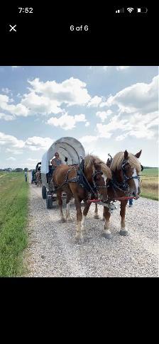 Certified Belgian Team (LOCATED IN NORTH SK)