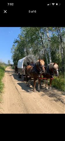 Certified Belgian Team (LOCATED IN NORTH SK) - Photo 2