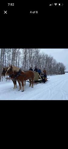 Certified Belgian Team (LOCATED IN NORTH SK) - Photo 3