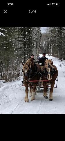 Certified Belgian Team (LOCATED IN NORTH SK) - Photo 4