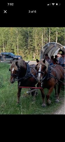 Certified Belgian Team (LOCATED IN NORTH SK) - Photo 5
