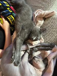 Adoption - Photo 3