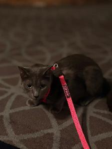 Adoption - Photo 5