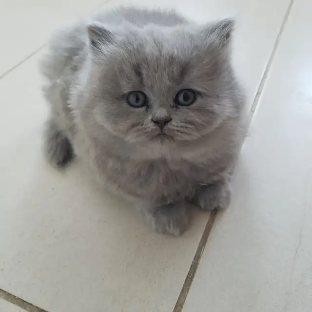 Scottish Straight Blue longhair kittens registered  in CCA/AFC