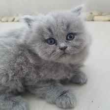 Scottish Straight Blue longhair kittens registered  in CCA/AFC - Photo 4