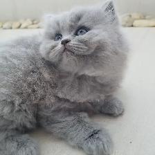 Scottish Straight Blue longhair kittens registered  in CCA/AFC - Photo 5