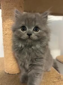 Scottish Straight Blue longhair kittens registered  in CCA/AFC - Photo 7