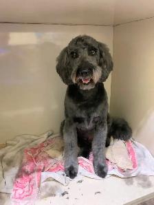 Dog Groomer in Sooke, BC
