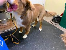 Dog Groomer in Sooke, BC - Photo 2