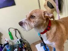 Dog Groomer in Sooke, BC - Photo 3