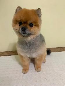 Dog Groomer in Sooke, BC - Photo 4
