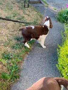 Dog Groomer in Sooke, BC - Photo 5