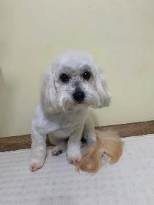 Dog Groomer in Sooke, BC - Photo 6
