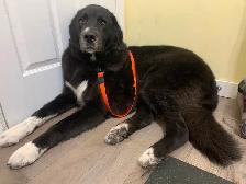 Dog Groomer in Sooke, BC - Photo 7