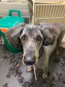 Dog Groomer in Sooke, BC - Photo 8
