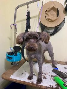 Dog Groomer in Sooke, BC - Photo 9